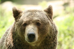 Bear Invasions and Sliding Screen Doors